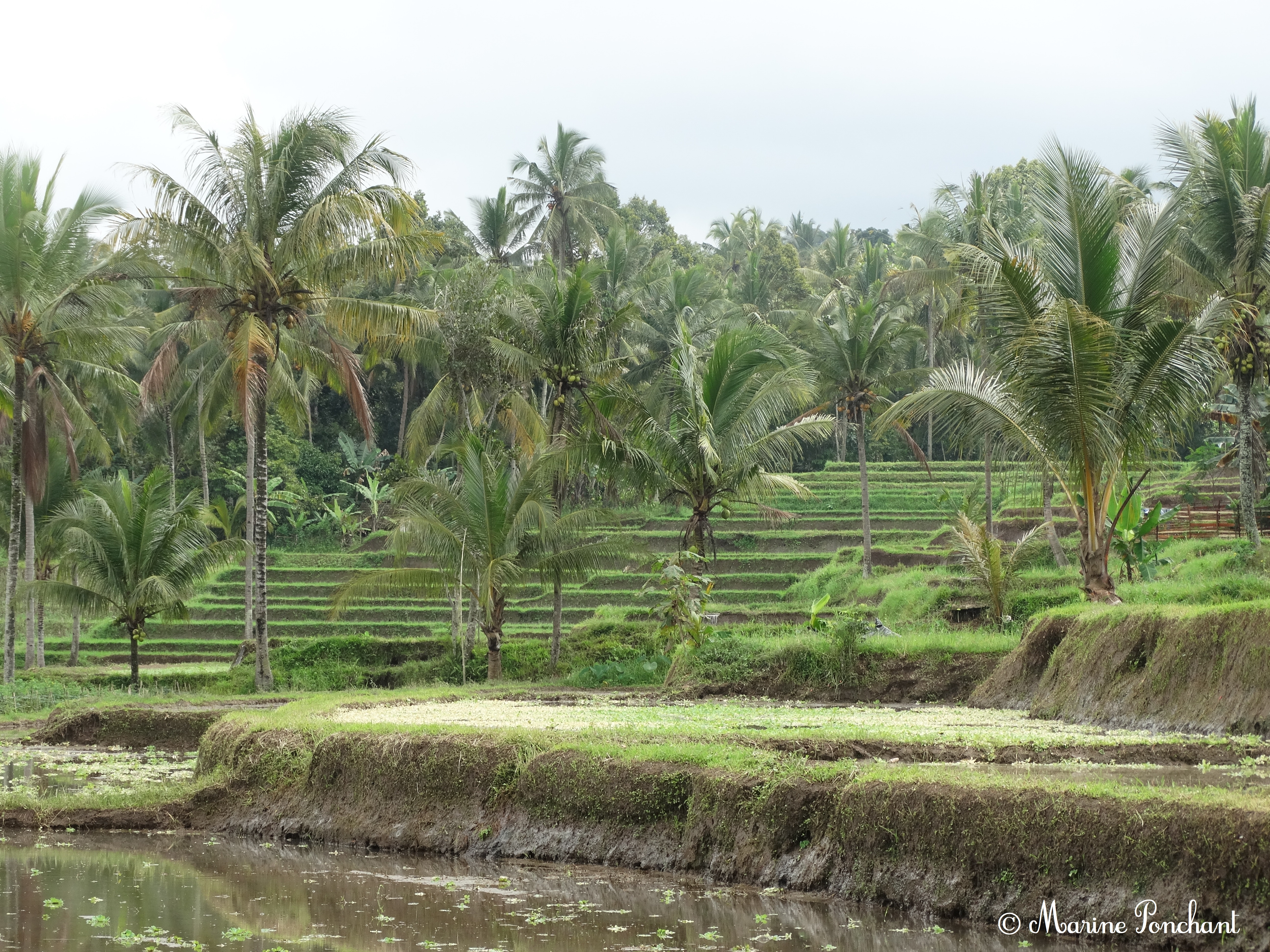 Les belles rizières d'Indonésie