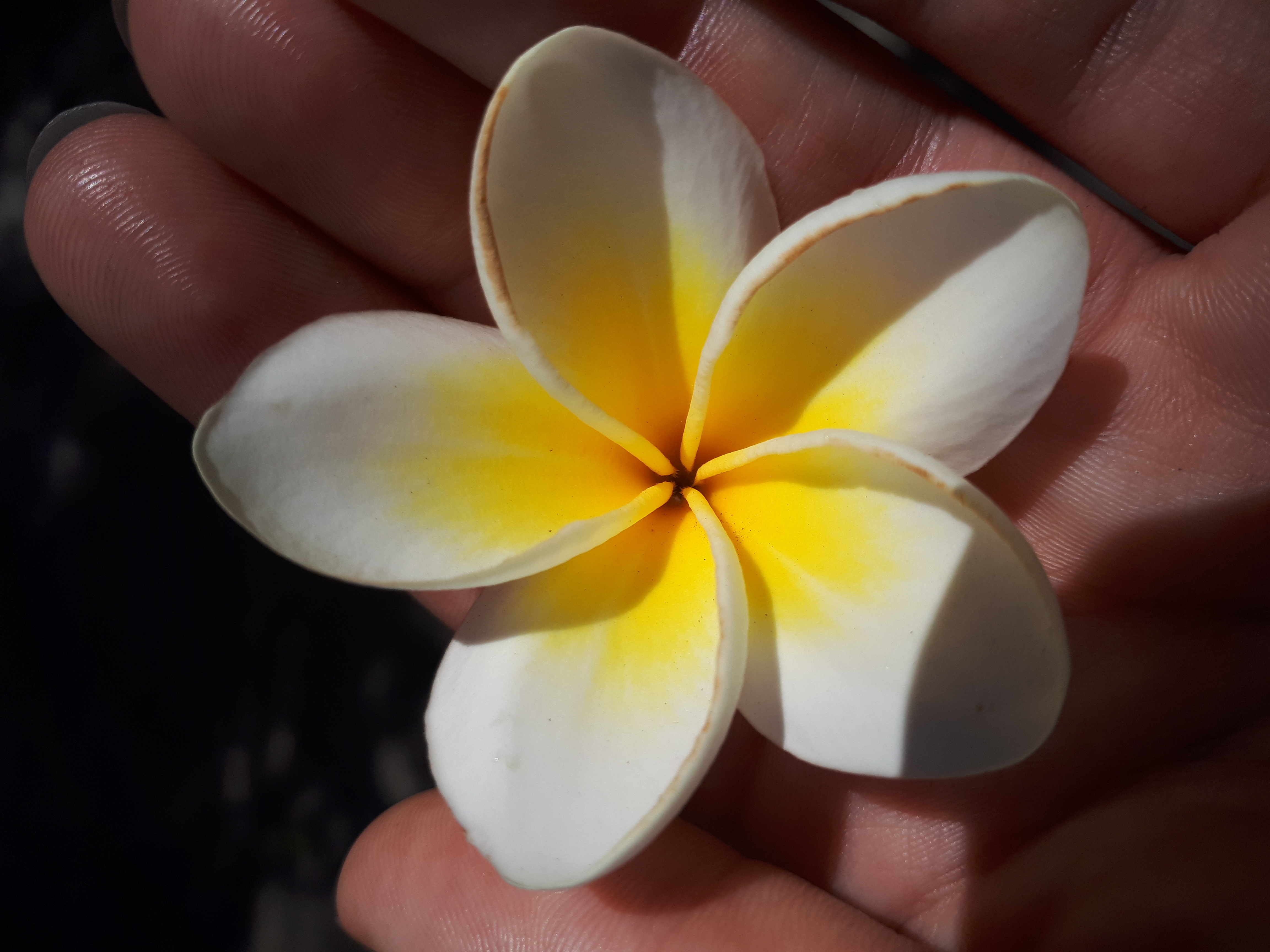 Fleur de Bali