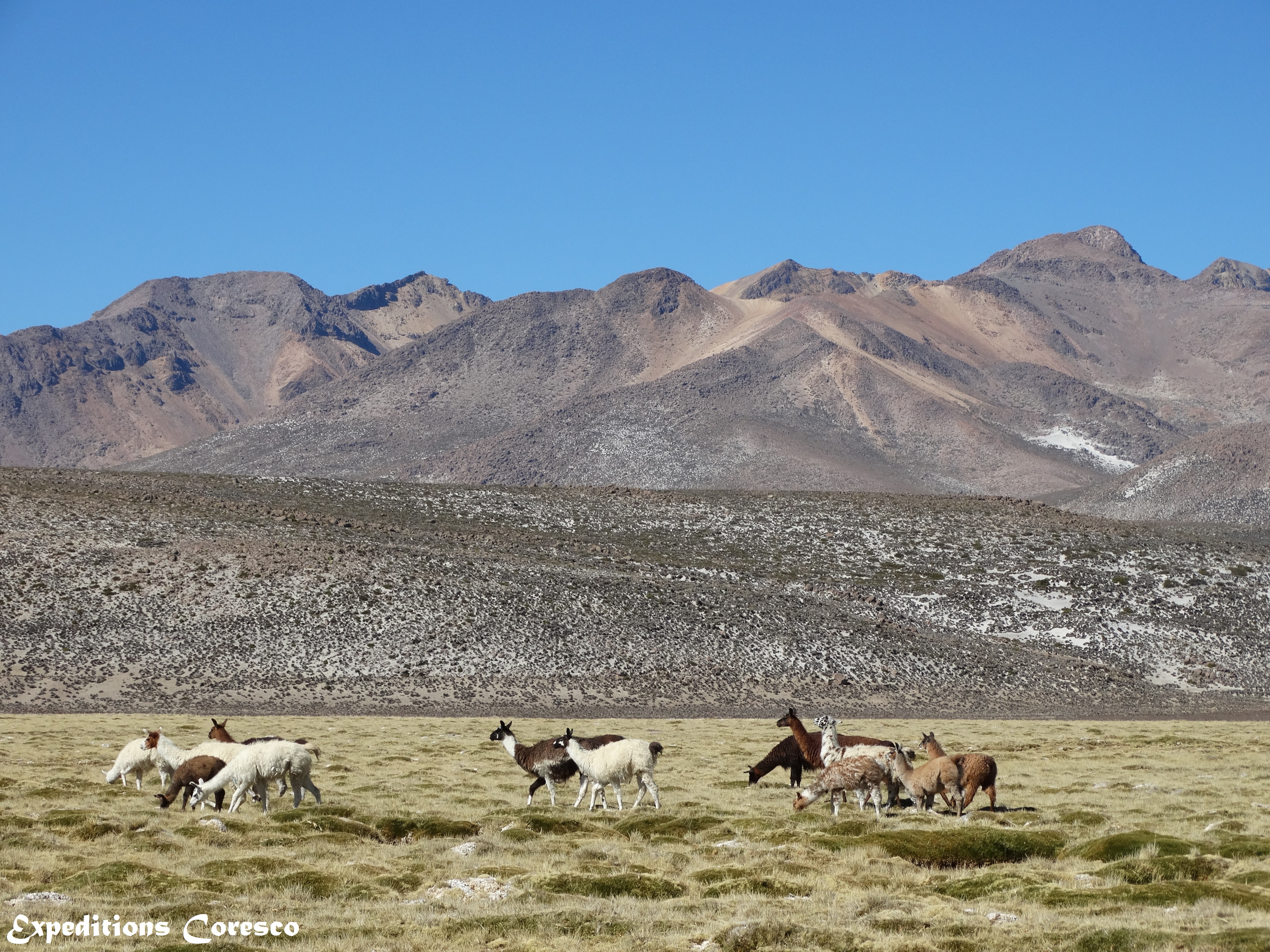 Lamas au milieu de la réserve Salinas y Aguada Blanca